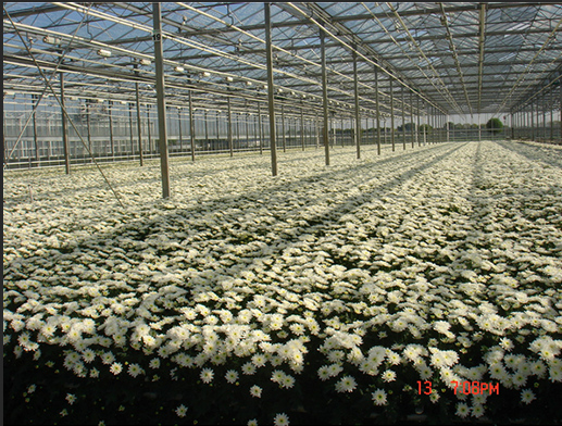菊花温室